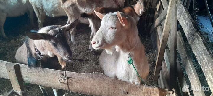 Зааненские Козы и Козлы и 2 бычка(по 5 месяцев)