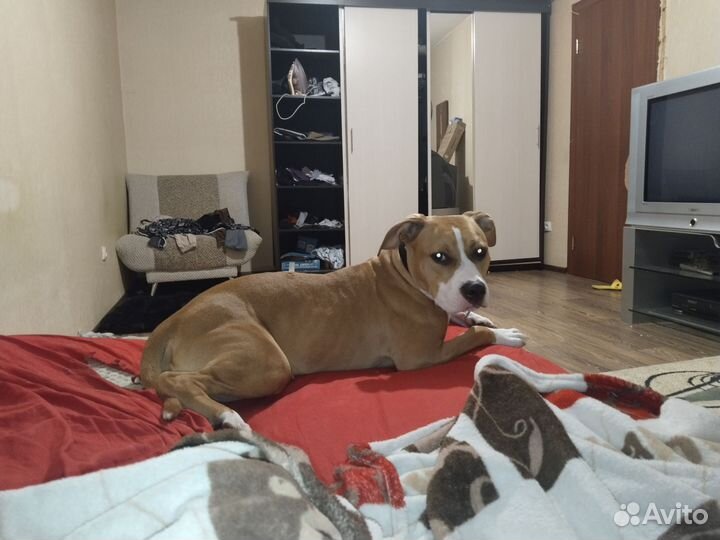 Стаффордширский терьер в добрые руки