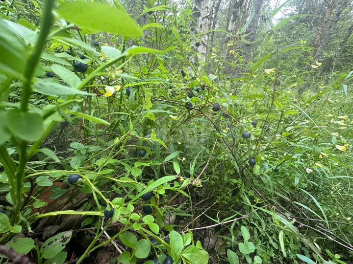 Участок 17 сот. (СНТ, ДНП)