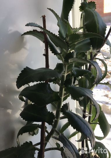 Алоэ и каланхоэ