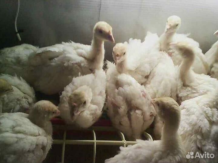 Индюшата хайбрид конвертер