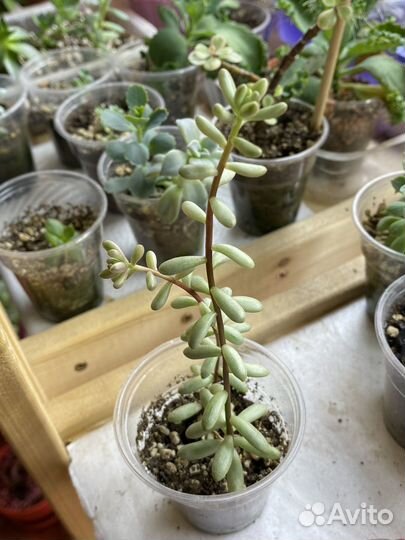 Эхеверия суккуленты седум пахиверия