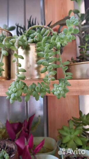 Очиток (седум) буррито. Саженцы
