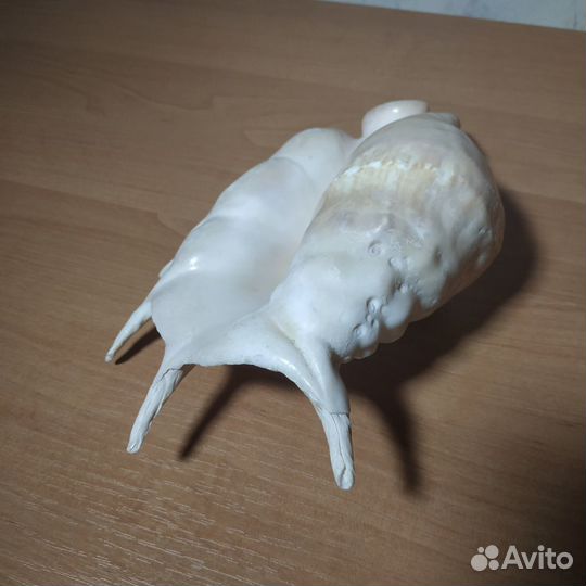 Большая морская раковина