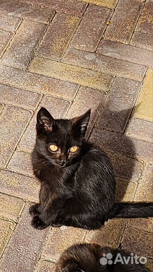 Кот -Бэтмен