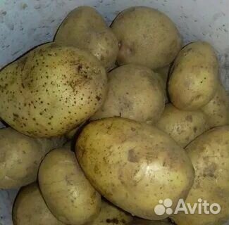 Продам картофель крупный едовой и семенной