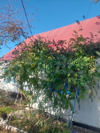 Дом 70 м² на участке 25 сот.