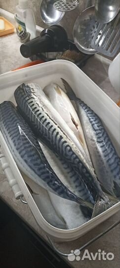 Скумбрия холодного копчения