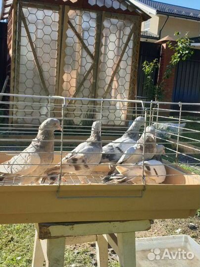 Продажа голубей