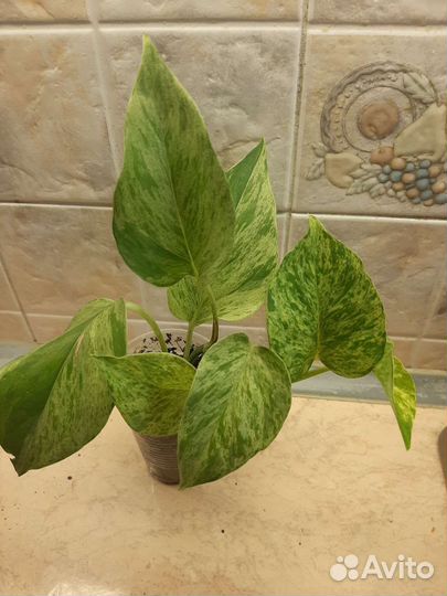 Сциндапсус/Эпипремнум Марбл Квин- мраморная короле