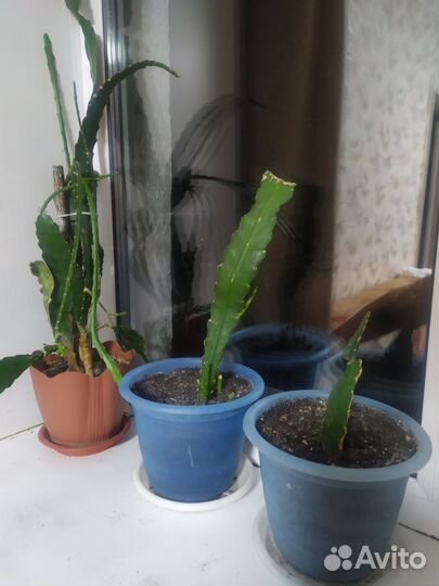 Кактус (эпифиллиум)