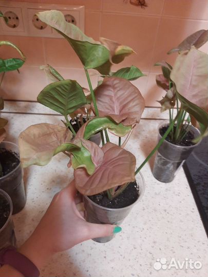 Сингониум неон пинк