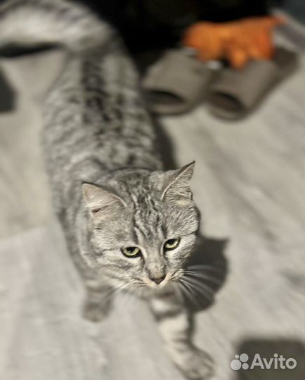 Ласковая кошечка ищет дом