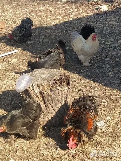 Инкубационные яйца карликовых кур