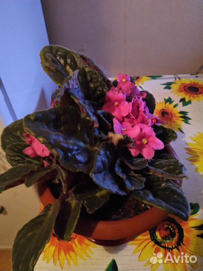 Продаю каланхоэ,алоэ, чайный гриб,фиалку,глоксинию