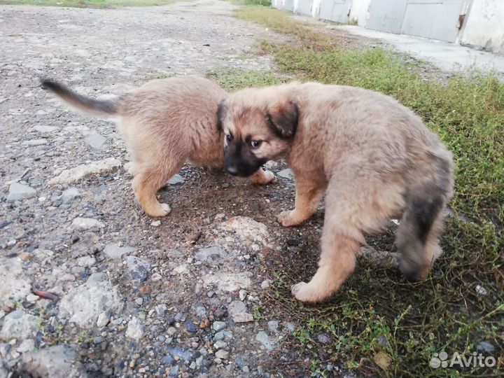 Щенята 1 месяц