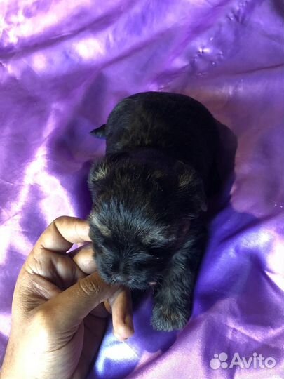 Йоркширский терьер