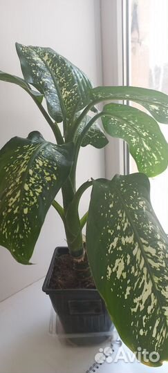 Диффенбахия цветы