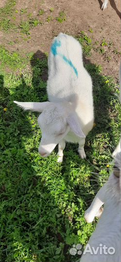 Зааненские козочки