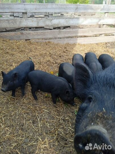 Вьетнамские поросята
