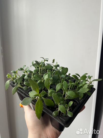 Каланхоэ дегремона