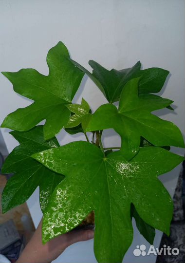 Фатсхедера