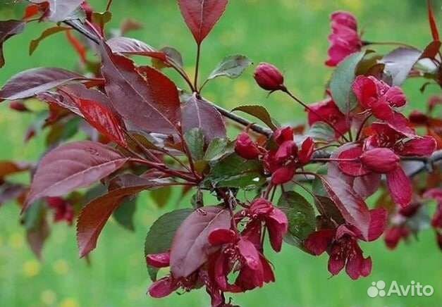 Розовая яблоня саженцы