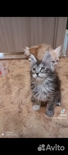 Котята мейн-кун