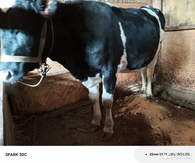 Продаю корову дойную