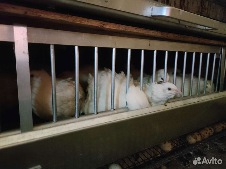 Перепела несушки, техасцы