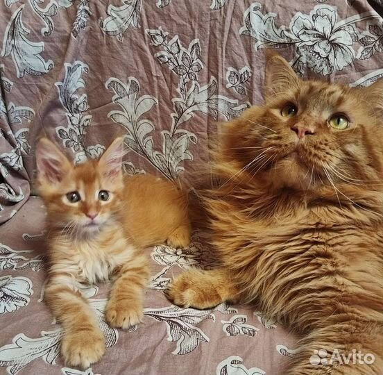 Мейн-Кун игривые малыши