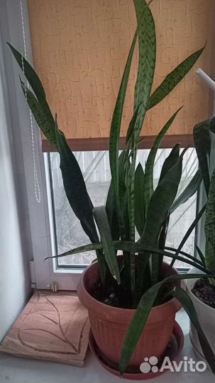 Сансевиерия