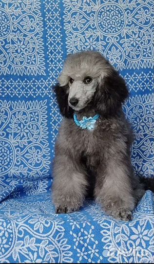 Карликовый пудель девочка