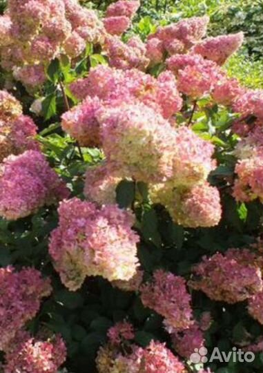Гортензии метельчатые