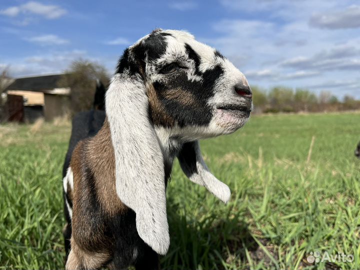Англо нубийские козлята