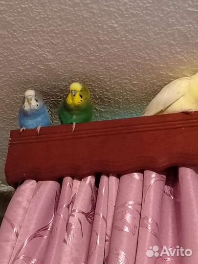 Волнистый попугай с клеткой