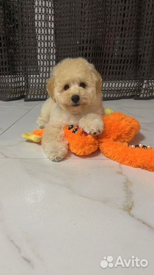 Пушон (бишпу)