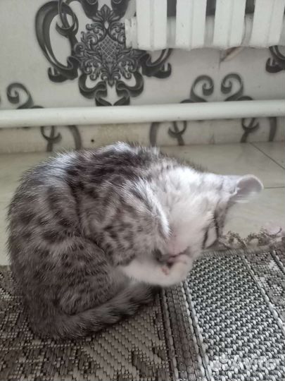 Котёнок Лёлик