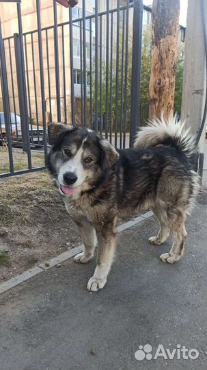 Молодой кобель