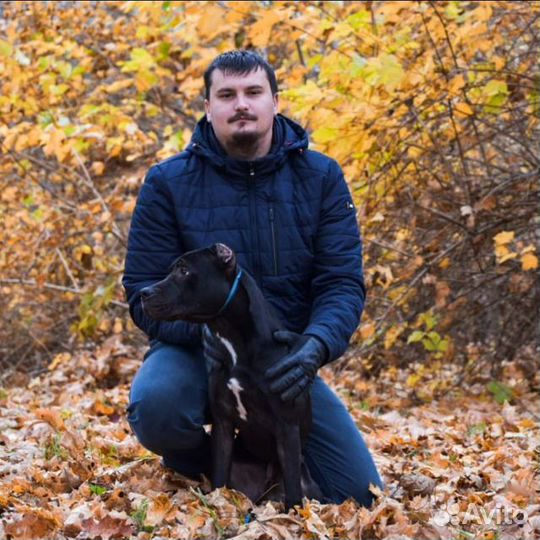 Специалист по поведению Собак Дрессировка собак