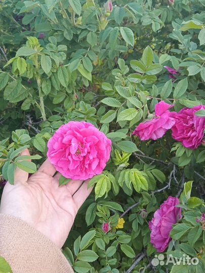 Роза морщинистая