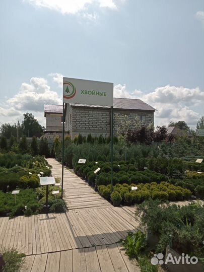 Можжевельник стелющийся (распростертый)