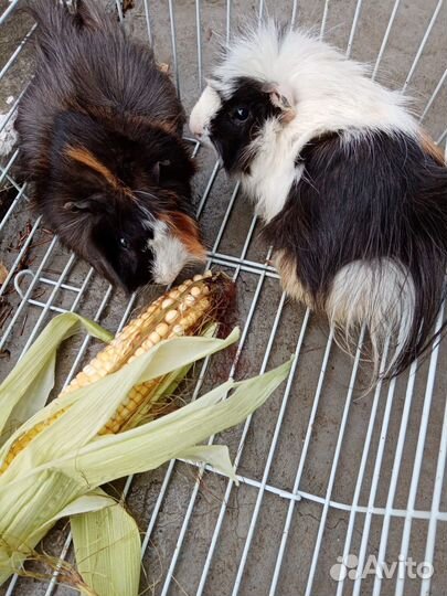 Морская свинка