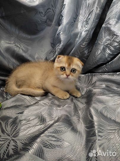 Шотландская