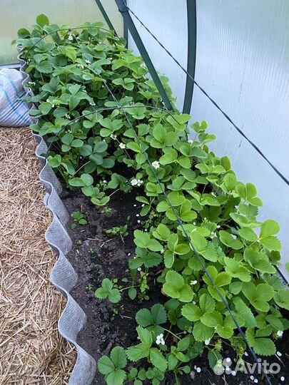 Усы клубники