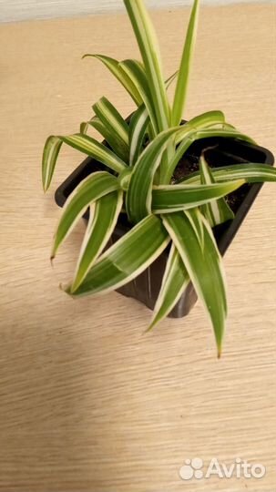 Хлорофитум кудрявый