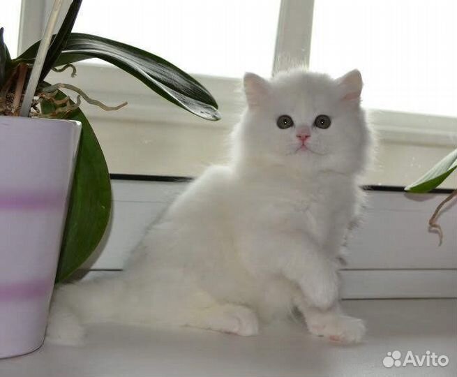 Шотландские котята белые