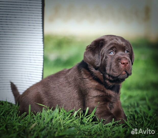 Щенки лабрадора
