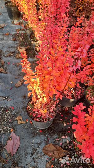 Барбарис тунберга Эректа