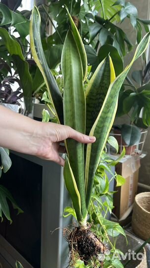 Комнатные растения цветы